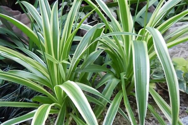 家里不能养吊兰的原因，风水学认为会导致主人的事业走下坡路