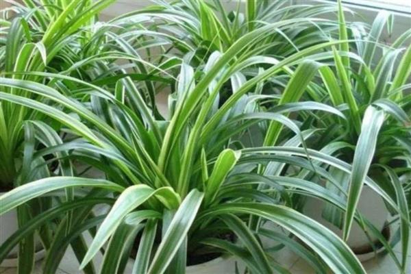 家里不能养吊兰的原因，风水学认为会导致主人的事业走下坡路