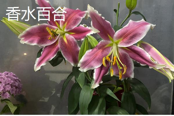 百合花有什么花语，白色百合花象征着纯洁、庄严