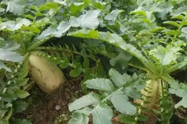 萝卜病毒病怎么防治，发病初期可喷施菌毒清等药物