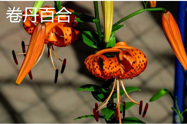 百合花有什么花语，白色百合花象征着纯洁、庄严