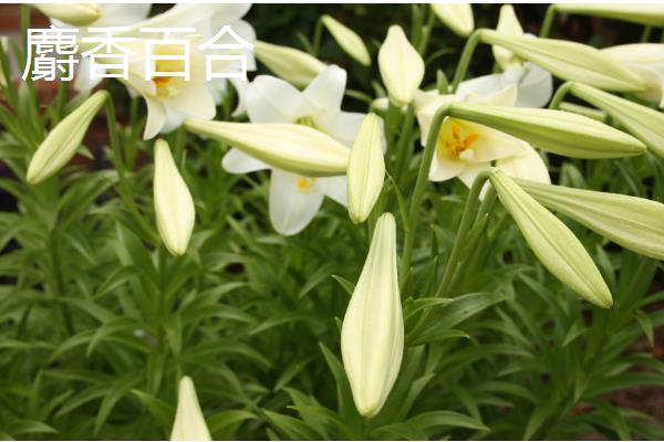 百合花有什么花语，白色百合花象征着纯洁、庄严