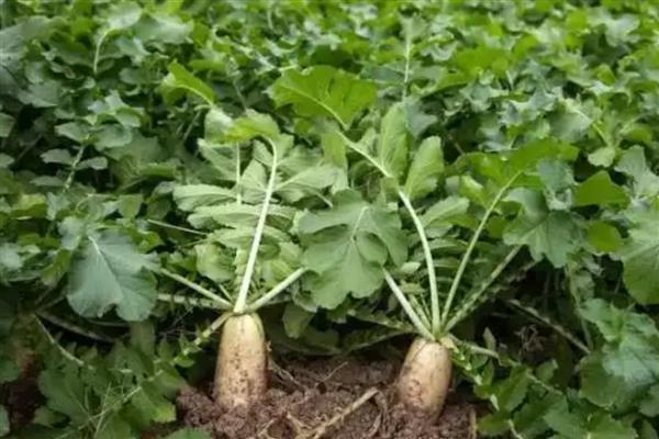 萝卜病毒病怎么防治，发病初期可喷施菌毒清等药物