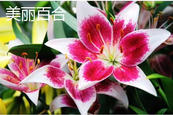 百合花有什么花语，白色百合花象征着纯洁、庄严