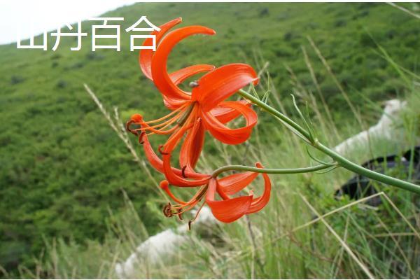 百合花有什么花语，白色百合花象征着纯洁、庄严