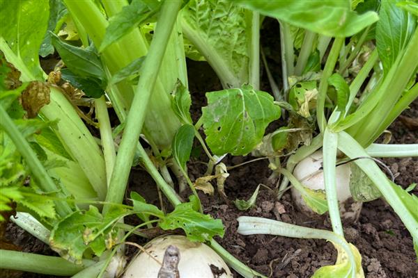 萝卜病毒病怎么防治，发病初期可喷施菌毒清等药物