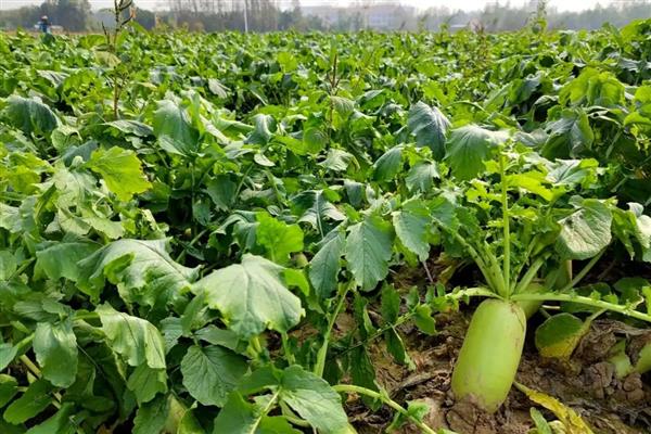 萝卜病毒病怎么防治，发病初期可喷施菌毒清等药物