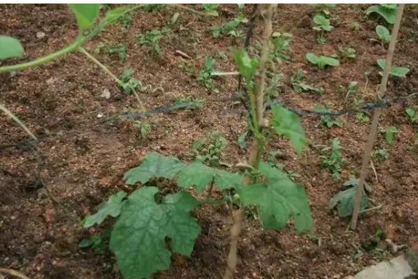 种丝瓜的时间，在6-7月份种植可提高成活率