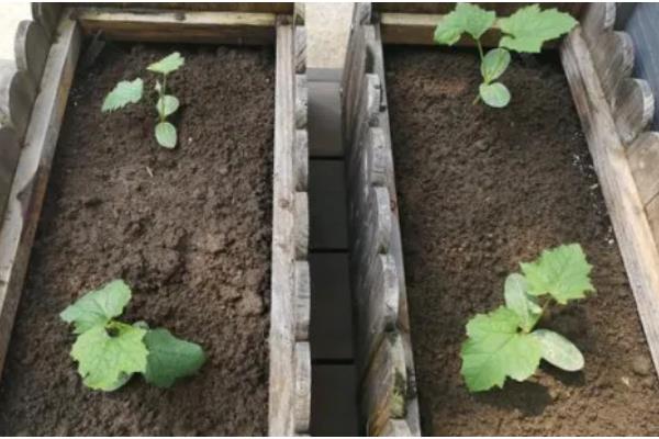 种丝瓜的时间，在6-7月份种植可提高成活率