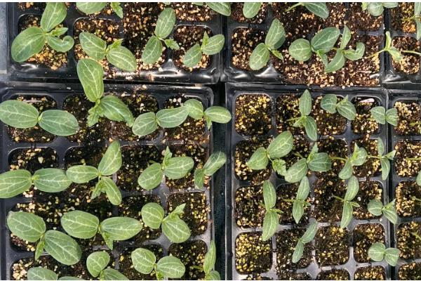 种丝瓜的时间，在6-7月份种植可提高成活率