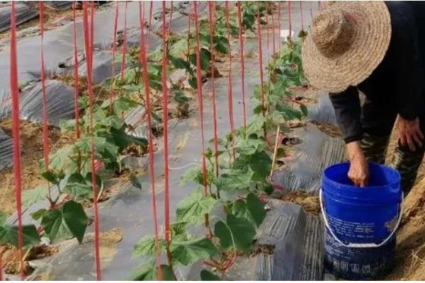 种丝瓜的时间，在6-7月份种植可提高成活率