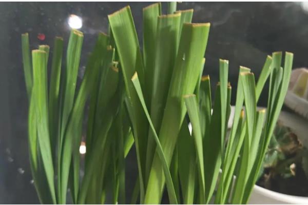 水仙不开花怎么处理，控制在12-18℃的温暖环境下