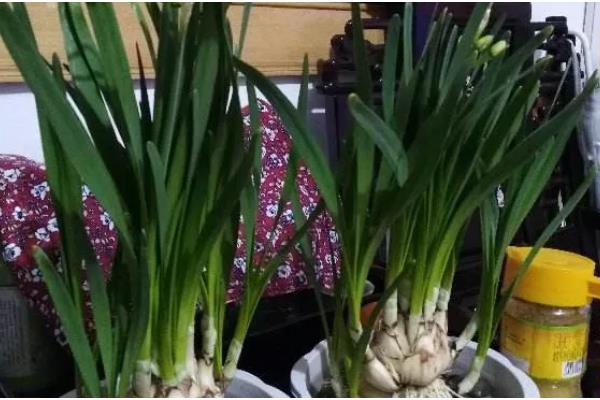 水仙不开花怎么处理，控制在12-18℃的温暖环境下