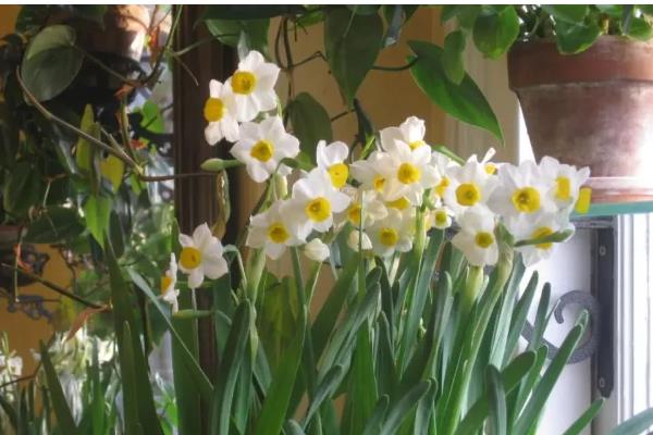 水仙不开花怎么处理，控制在12-18℃的温暖环境下