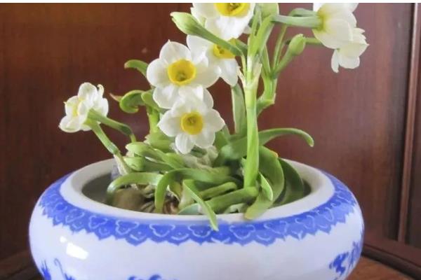 水仙不开花怎么处理，控制在12-18℃的温暖环境下