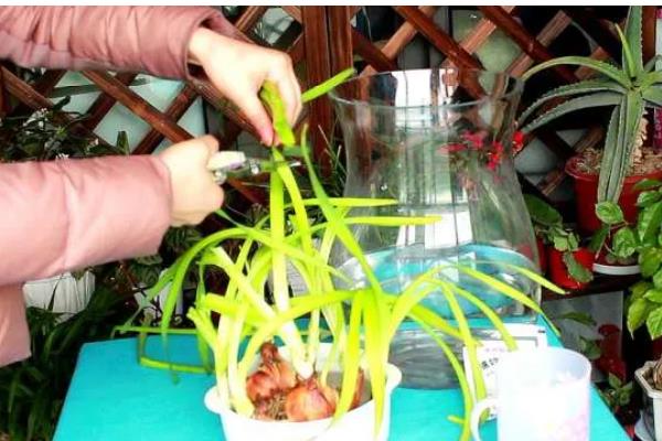 水仙不开花怎么处理，控制在12-18℃的温暖环境下