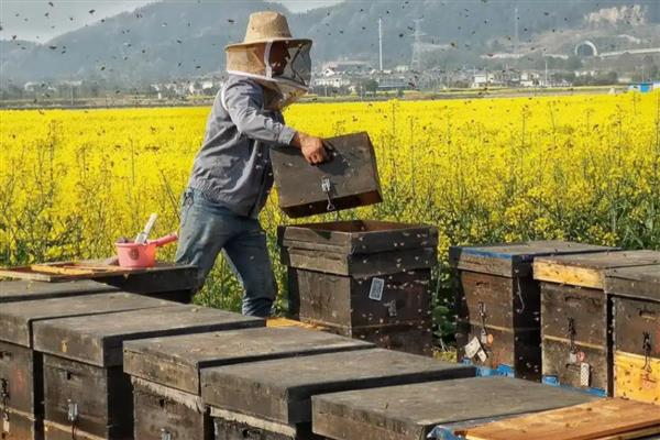 蜂王死了蜂群会不会飞走，工蜂可能会培育新王