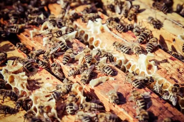 蜂王死了蜂群会不会飞走，工蜂可能会培育新王