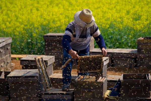 蜂王死了蜂群会不会飞走，工蜂可能会培育新王