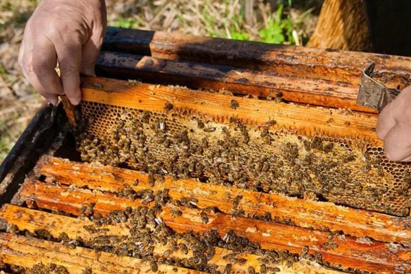 蜂王死了蜂群会不会飞走，工蜂可能会培育新王