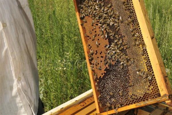 蜂王死了蜂群会不会飞走，工蜂可能会培育新王