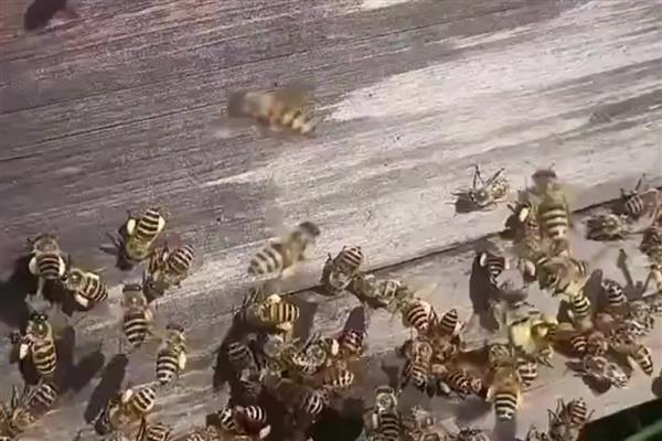 蜂王死了蜂群会不会飞走，工蜂可能会培育新王