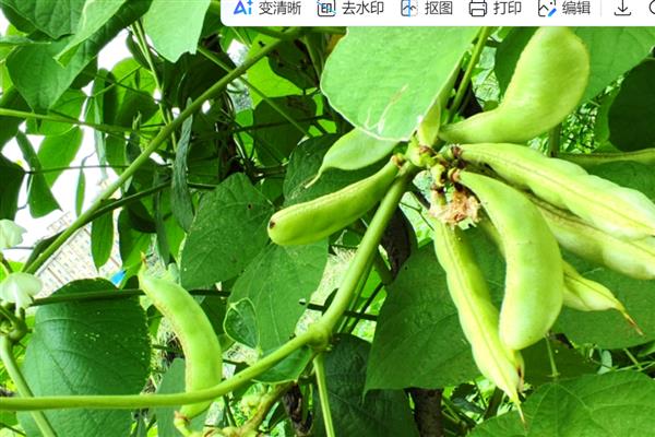 扁豆施什么肥可以增加产量，亩施2000-3000公斤农家肥