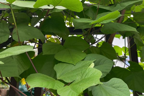 扁豆施什么肥可以增加产量，亩施2000-3000公斤农家肥