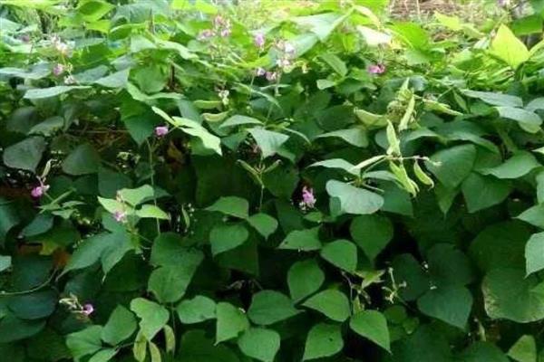 扁豆施什么肥可以增加产量，亩施2000-3000公斤农家肥