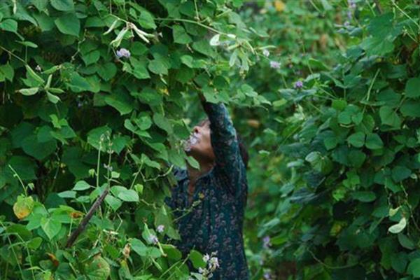 扁豆施什么肥可以增加产量，亩施2000-3000公斤农家肥