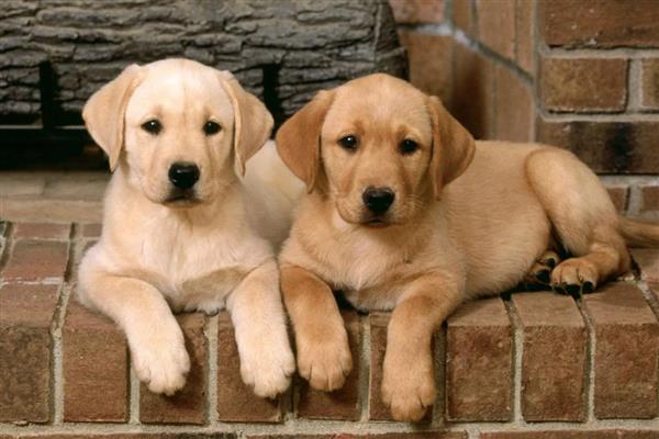 狗狗产后护理方法，要饲喂营养丰富的食物