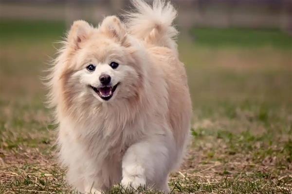 狗狗产后护理方法，要饲喂营养丰富的食物