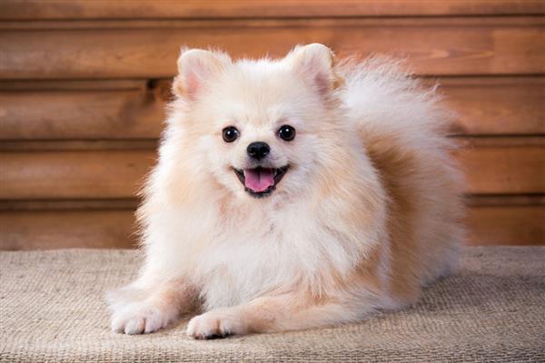 狗狗产后护理方法，要饲喂营养丰富的食物