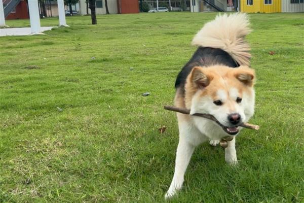 狗狗产后护理方法，要饲喂营养丰富的食物