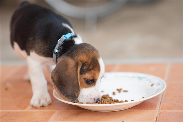 狗狗产后护理方法，要饲喂营养丰富的食物