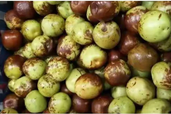 红枣为什么会烂果，可能是果实开裂受损、贮藏不当所致