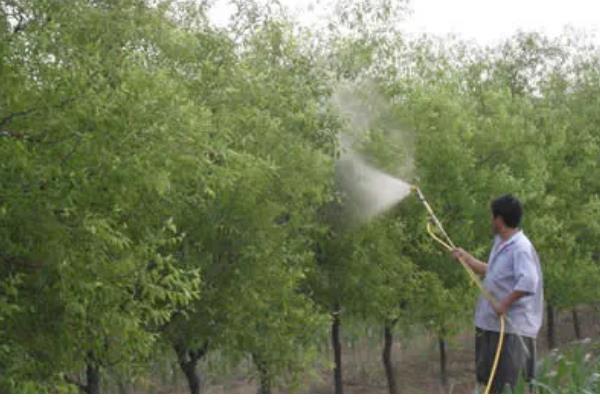 红枣为什么会烂果，可能是果实开裂受损、贮藏不当所致