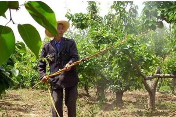 红枣为什么会烂果，可能是果实开裂受损、贮藏不当所致