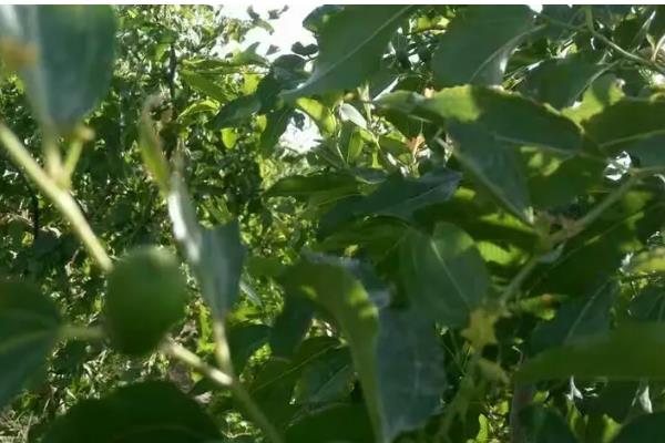 红枣为什么会烂果，可能是果实开裂受损、贮藏不当所致