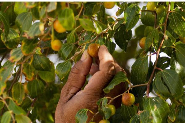 红枣为什么会烂果，可能是果实开裂受损、贮藏不当所致