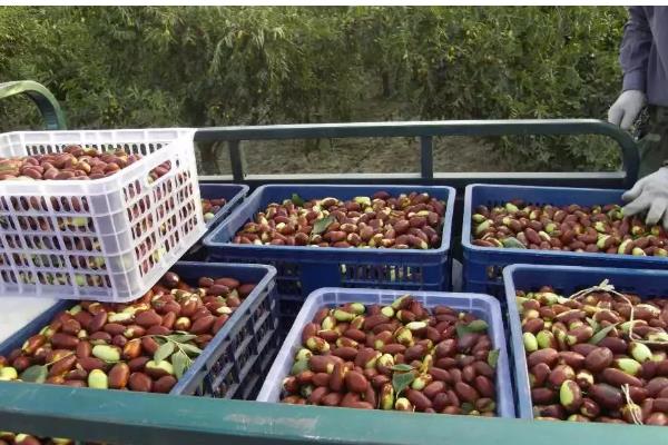 红枣为什么会烂果，可能是果实开裂受损、贮藏不当所致