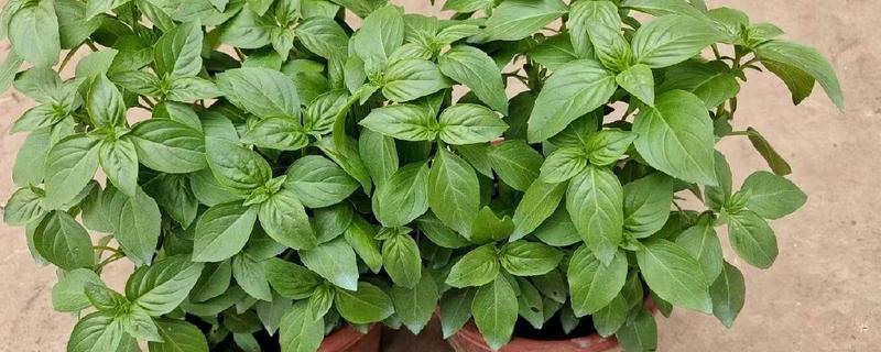 九层塔的种植方法，可以在春季3-4月份进行播种