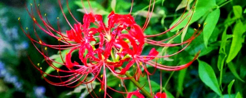 石蒜花的花语，寓意永不相见、美丽诱人等