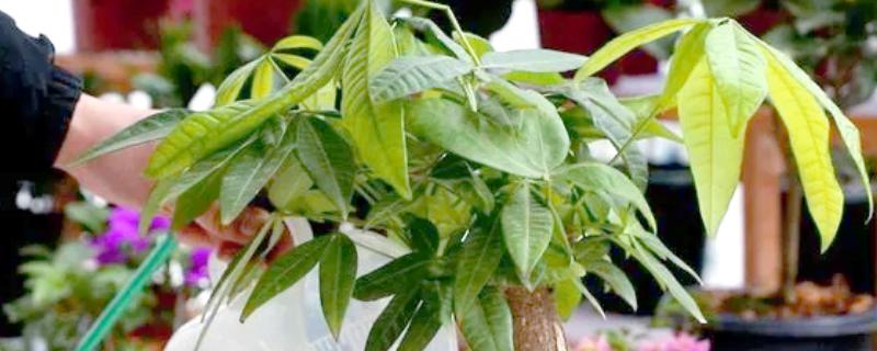 发财树怎么浇水，春秋季节每隔1周浇一次