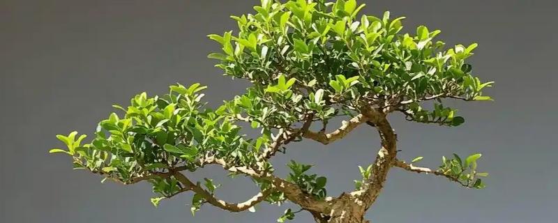 怎么养小叶黄杨盆景，冬季要施1次基肥