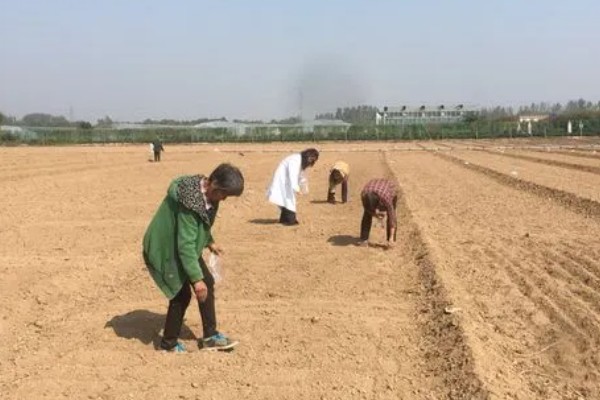 九层塔的种植方法，可以在春季3-4月份进行播种