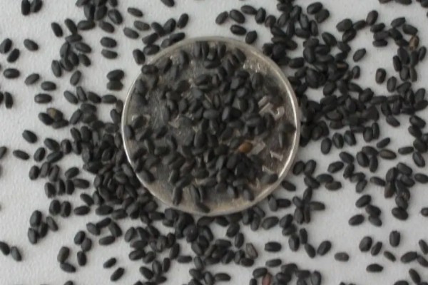 九层塔的种植方法，可以在春季3-4月份进行播种