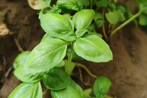 九层塔的种植方法，可以在春季3-4月份进行播种