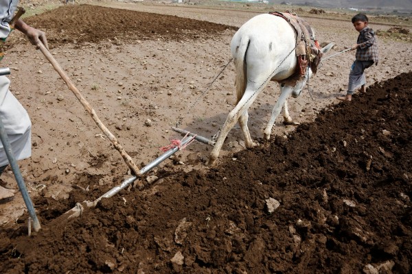 九层塔的种植方法，可以在春季3-4月份进行播种
