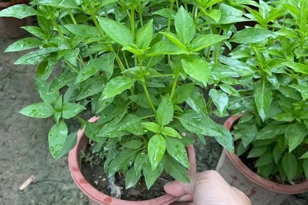 九层塔的种植方法，可以在春季3-4月份进行播种